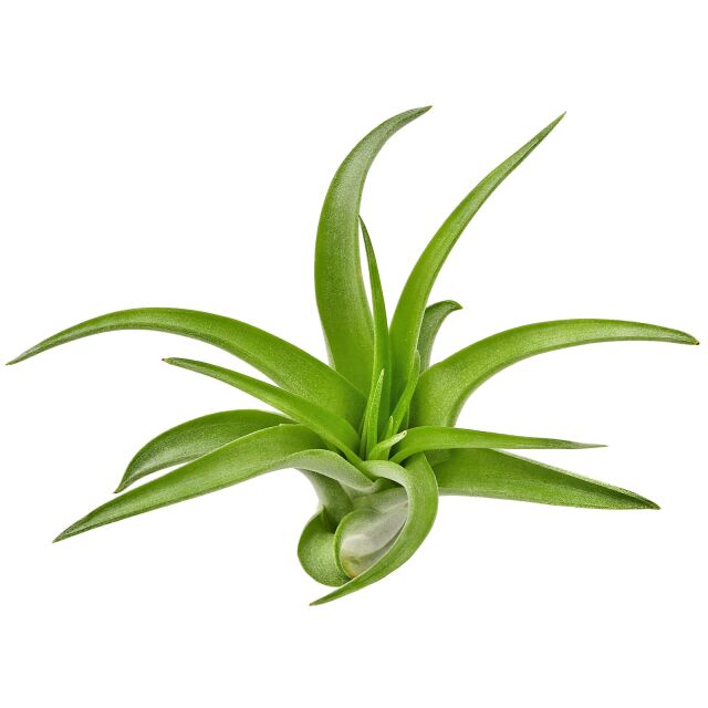 Tillandsia brachycaulos "abdida"