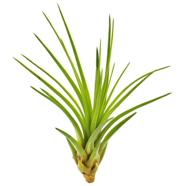 Tillandsia tricolor "Melanocrater"
