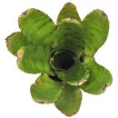 Neoregelia Eteria