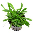 Sagittaria subulata "Pusilla"
